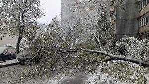 Разбитые авто, упавшие деревья: Снежный апокалипсис оставил без света 50 посёлков Подмосковья