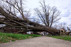 В Самаре мужчина погиб после падения дерева на тротуар
