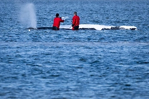 «Бессильный колосс»: Германию сравнили с застрявшим в Балтийском море китом