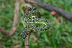 Больше не отсасываем: Что делать, если вас укусила змея — Life.ru узнал у врачей