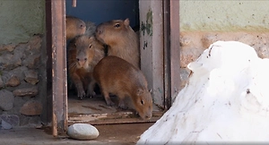 Капибары в шоке от весны: Маленькие Симка и Верта впервые вышли на улицу и наткнулись на сугробы — видео