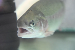 «Идёт процесс гниения»: Россиянам объяснили, почему важно смотреть рыбе в глаза