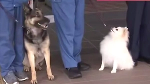 В Японии померанский шпиц впервые стал полицейским псом, победив 51 конкурента