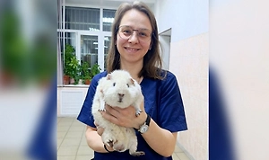 «Бодипозитивный» морской свин-акселерат шокировал ветеринаров в Москве