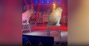 В Ростове-на-Дону завели дело из-за тигра, кинувшегося в зрительный зал в цирке