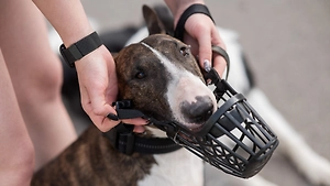 Закон на поводке: В ГД перечислили породы собак, которым запрещено гулять без намордника