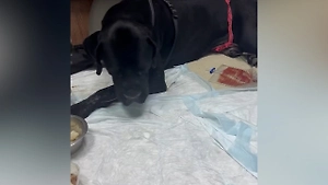 Собаку пришлось усыпить после неправильного лечения в ветклинике Тулы