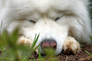 Хозяйка исчезла, собака выла от голода: в Петербурге спасли самоеда с запертого балкона