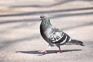 Жалко птичку и деньги: Водителям объяснили, что им грозит за сбитого голубя