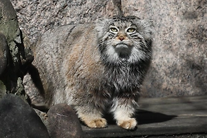 Габсбурги и интроверты: 7 фактов о манулах, из-за которых весь Рунет без ума от Тимофея