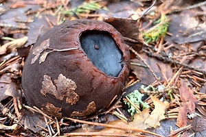 Редчайший «ведьмин котёл» неожиданно нашли в лесу Нижегородской области