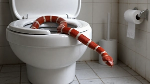 Ярко-красный незваный гость: Москвич обнаружил в своём туалете сбежавшую змею

