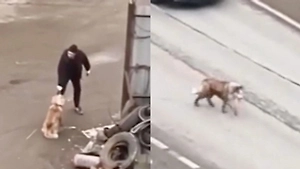 Депутат Бурматов потребовал наказать живодёров, избивших хаски в Люберцах