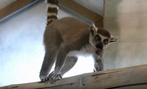 Лемура-психолога Васю спасли из «трудового рабства» в антикафе в Москве