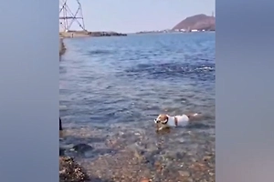 Самостоятельный приморский пёс удивил гостей из Китая ловлей сельди в Японском море
