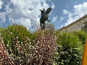 Яйца, личинки и тля: Какие неприятности можно занести в дом вместе с вербой