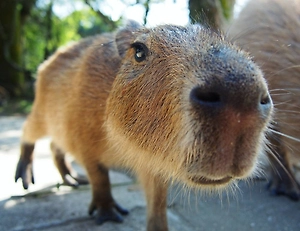 В Китае объявили награду за поимку сбежавшей капибары