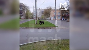 Кабан устроил переполох у школы в Подмосковье