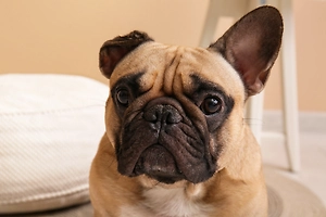 Серьги на завтрак: Московские ветеринары спасли бульдога Смайла после необычного пиршества