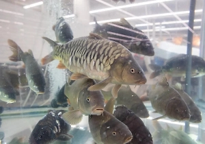 Отравитесь в два счёта: Врач объяснила, почему нельзя медлить с обработкой свежей рыбы