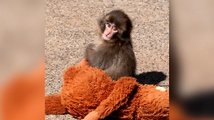 «Ты не один»: Морской заяц Макс из Московского зоопарка передал игрушку обезьянке-сироте Панчу