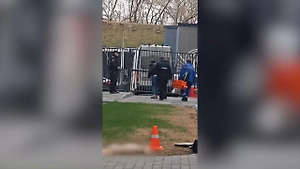 Москвичка выбросила собаку из окна элитной многоэтажки из-за нервного срыва