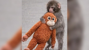 «Ты сильный, ты не один»: Осиротевший макак Панч получил трогательный подарок из Москвы