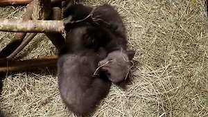 В Удмуртии спасли трёх медвежат-сирот — Карамельку, Коврижку и Плюшку