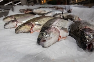 В России спрогнозировали резкое падение вылова лососёвых