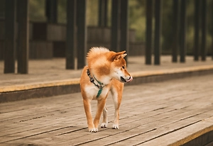Больничный по уходу за питомцем разрешили брать в Италии
