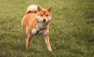 Собаки понимают смысл лая! Новое открытие учёных взорвёт ваш мозг