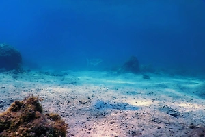 Кто проживает на дне океана: Новое существо, непохожее ни на кого