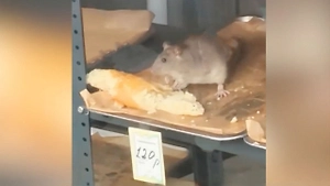 «Крысу-француженку» застали утром за завтраком в витрине московской шаурмичной