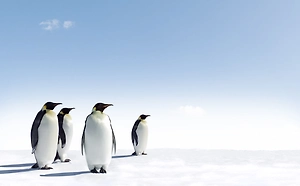 Императорских пингвинов в Антарктиде признали вымирающим видом