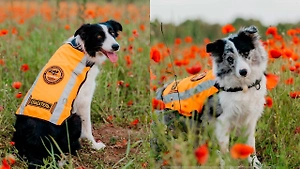 «Я задыхаюсь от боли»: Двух собак-спасателей «ЛизаАлерт» жестоко убили в Ленобласти