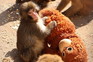 Зоопарк Японии назвал стычки макаки Панча в стае обучением правилам жизни