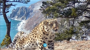 Леопард Лео с трагической историей живописно покрасовался на камеру в Приморье