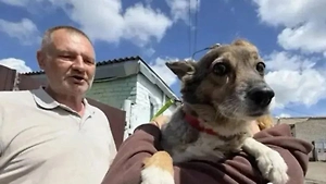 В повреждённой при ударе беспилотника ВСУ многоэтажке в Белгороде спасли собаку