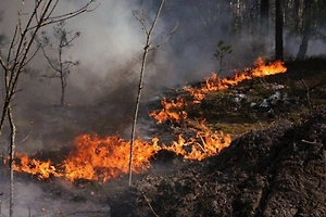 Пожар в Чернобыльской зоне отчуждения не могут потушить уже трое суток