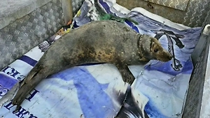 Запутавшегося в рыболовных сетях тюленя вызволили на Балтийской косе