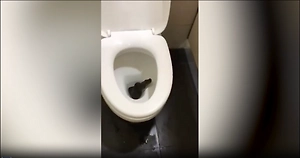 В аэропорту Сочи опровергли, что видео со змеёй снято у них