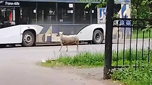 В Подольске на фоне Курбан-байрама заметили сбежавшего барана