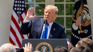 Трампа атаковала назойливая пчела во время вопроса про Иран