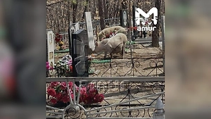 Свиньи нападают на детей и разрывают могилы на кладбище под Хабаровском
