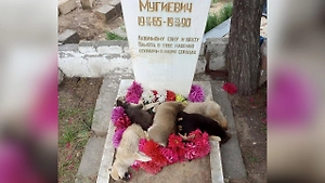 «Такого ещё не было»: В Дагестане на кладбище нашли щенков, разложенных на могиле
