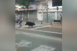 Обезумевший кабан ворвался в город и покалечил трёх человек — видео