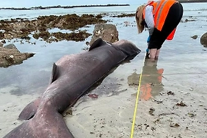 600-килограммовую острозубую акулу впервые обнаружили в водах у острова Джерси