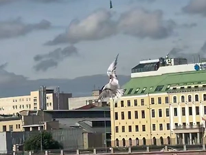Операцию по спасению крачки устроили на мосту в Петербурге