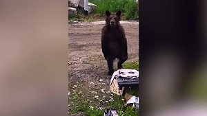 Привет, медвед! Косолапого вновь заметили у жилых домов под Иркутском