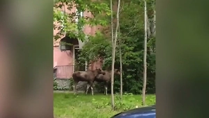 Комары довели до ручки: Лоси взбесились от нашествия мошкары и бегут в города

